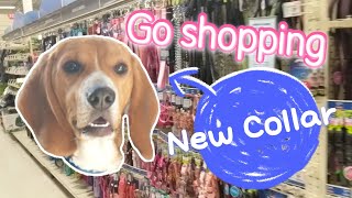 Cute beagle gets his new collar, he likes it so much! by Dino Wearing White Socks穿白袜子的迪诺 195 views 3 years ago 2 minutes, 1 second