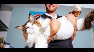 誰もがびっくりする巨大なメインクイーン!その大きな体で、たくさんの人に幸せを届ける♪【nekoの部屋】