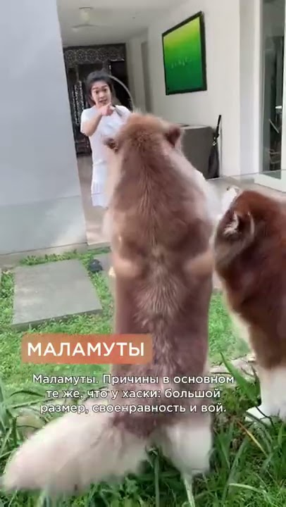 средние породы собак со средней шерстью