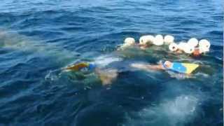 WHALE RESCUE IN THE SEA OF CORTEZ MAY 24,2012