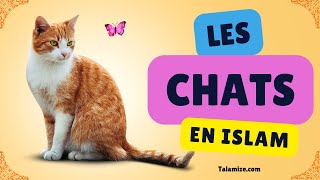 Hadith, les chats en islam