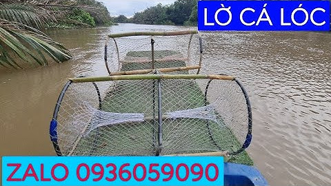 Lờ bẫy cá lóc. Lờ cá lóc cải tiến. Lờ cá lóc vành nhựa. Lợp bẫy cá lóc.