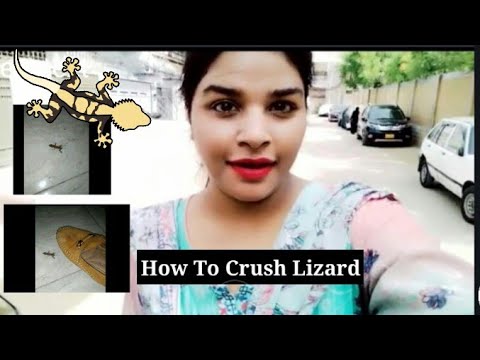 How To Crush A lizard?||Lizard Vlog#lizard #vlogs@saniasherlivelyvlogs5171