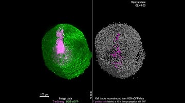 Kate McDole 2018 Cell Fate Mapping