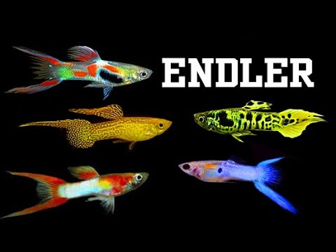Video REVIEW CÁC DÒNG CÁ 7 MÀU RỪNG - ENDLER THỊNH NUÔI THEO... - youtube