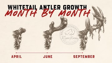 The Incredible Growth of Whitetail Antlers: A Month-by-Month Journey