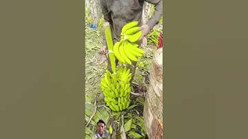 Mẹo tách buồng chuối bằng dụng cụ thô sơ. #satisfying #banana #bananafarmer #fruit #bang