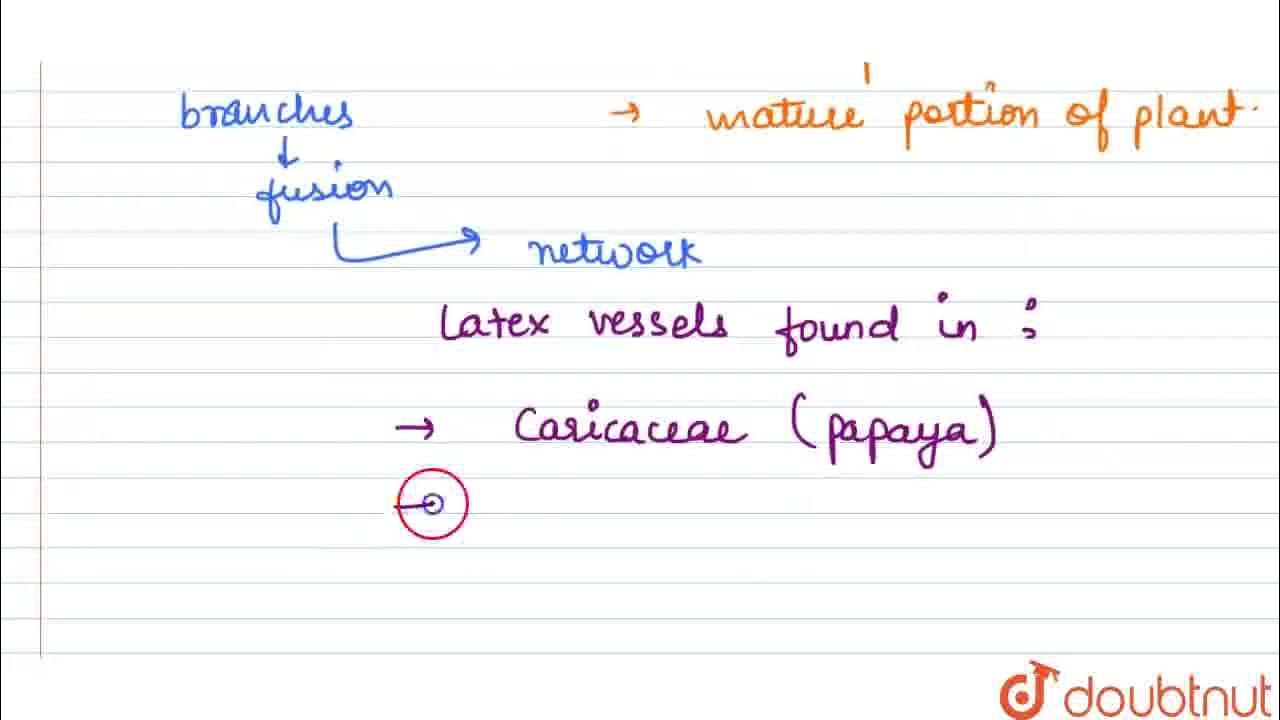 Latex vessels are found inI. Calotropis II. Hevea III. Oleander IV
