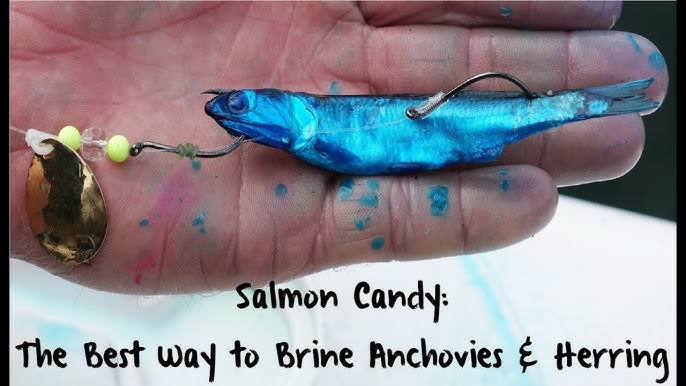 How to rig an anchovy for catching salmon or trout 