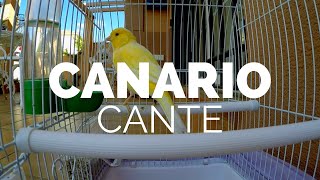 El mejor canto del canario. Sonido muy bonito