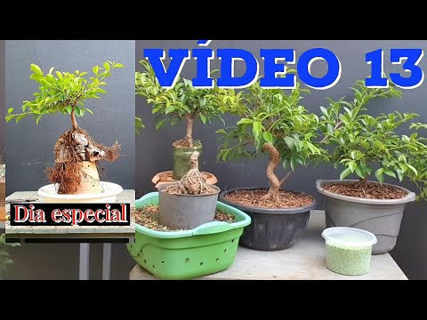 Videó: Hogyan kell metszeni a skót fenyő bonsai -t?