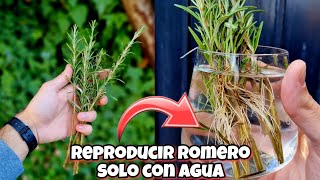 ENRAIZA miles De PLANTAS de ROMERO en AGUA en 14 DIAS ! Reproducir Aromática sin enraizante en casa