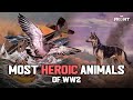 7 Insane Stories of when Animals Saved Man/Whole Units in WW2