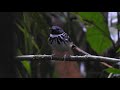 Dot-backed Antbird (Hylophylax punctulatus)