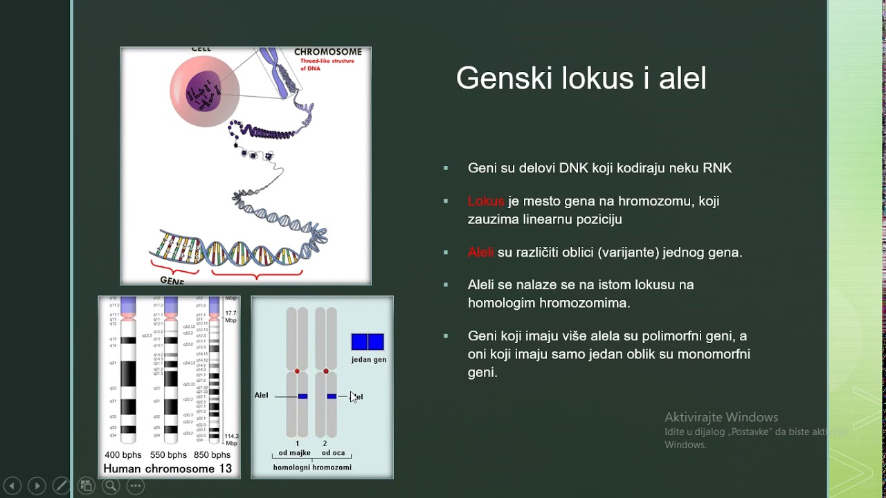 Uvod u genetiku (Mendelova pravila) -  predavanje za srednjoskolce