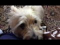 A quick word about owning Cairn terriers の動画、YouTube動画。