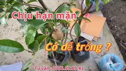 Sapoche Cần Thơ , Hồng xiêm trồng bao lâu cho trái?