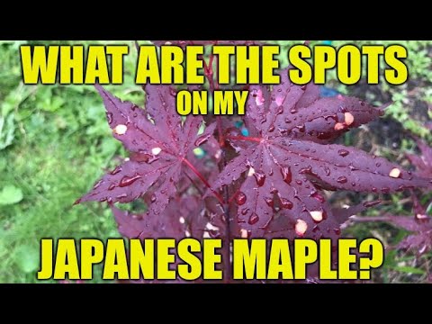 Video: Mijn Japanse esdoornbladeren hebben vlekken - Bladvlekken op Japanse esdoorns behandelen