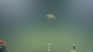 Rov Hercules Dive Na128 H1865 2021 07 31 13 57 37 609 Utc 0