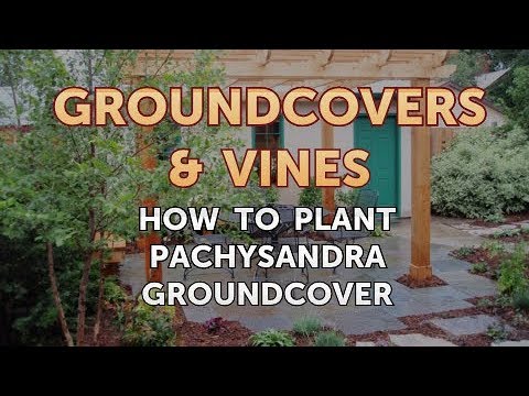 Video: Tipy na odstranění Pachysandry – Jak se zbavit Pachysandry v zahradě