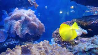 THE DEEP OCEAN | 4K TV ULTRA HD | Full Documentary   Beautiful Coral Reef Fish Video | Stress Relief