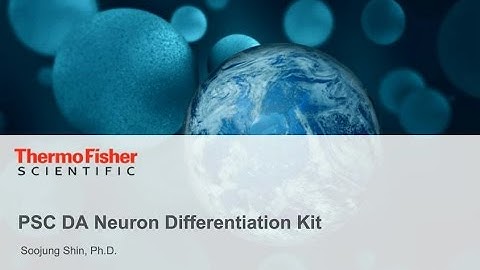 Differentiation of midbrain floor plate progenitors and Dopaminergic neurons