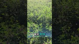 Luzerne Anbauen Gesundes Heu Für Kaninchen, Schafe & Co.