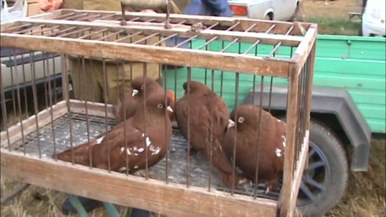 Выставкаголубеи2023год. Ярмарка голубей. Ярмарка голубей. Выставки голубей краснодарский край 2024. Ярмарки голубей в 2024г.