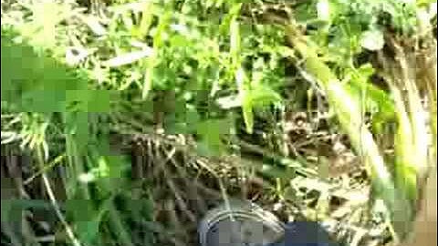 Update from Sedge Meadow Tipi ASMR (basket making tutorial) 