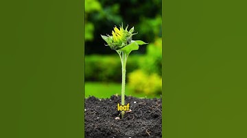 8-second timelapse shows sunflower seeds sprouting from the moist soil #timelapse #shorts #flowers