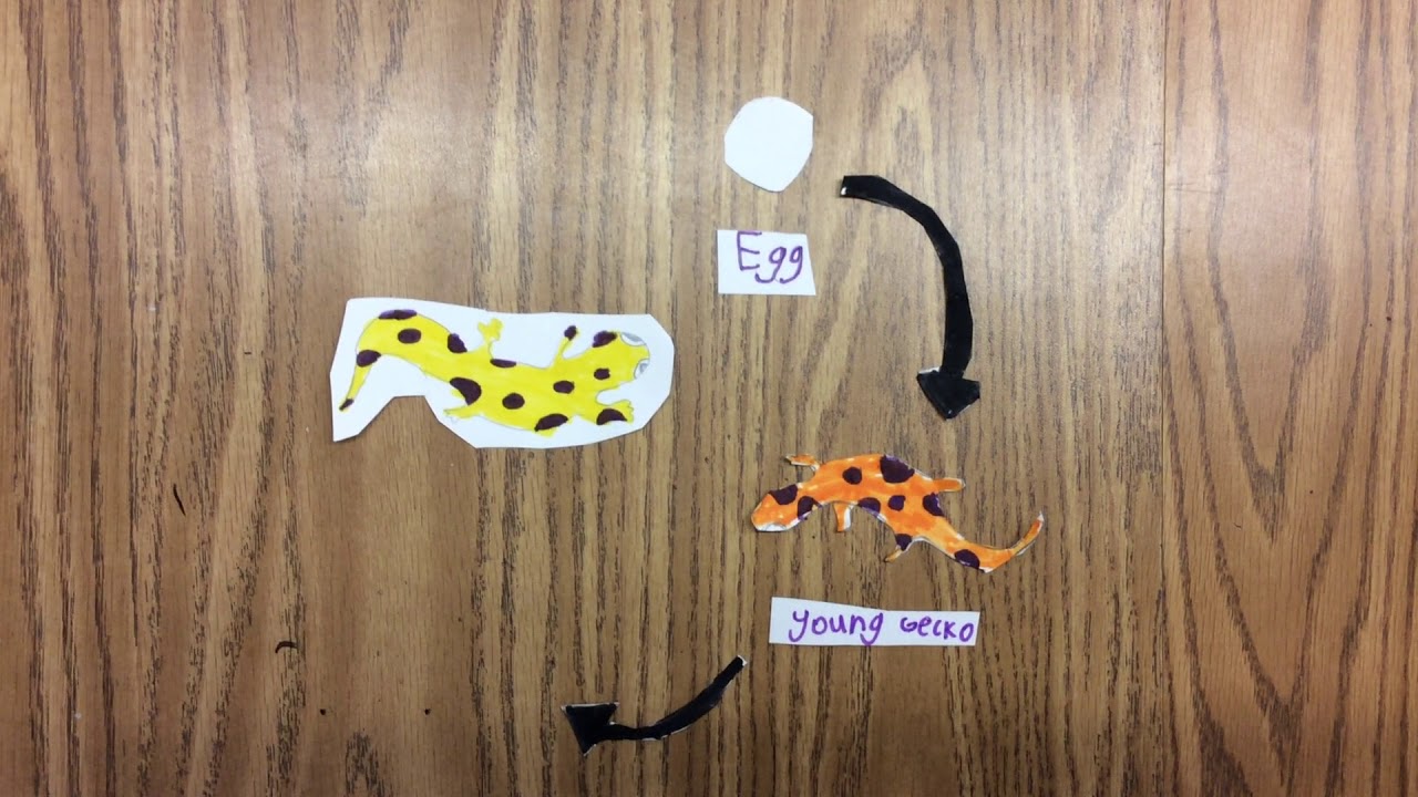 Gecko Life Cycle gecko-life-cycle