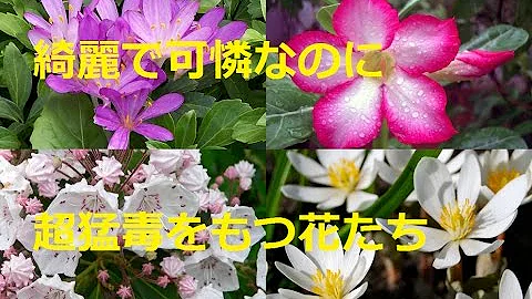 綺麗な花には毒がある Mp3