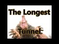 The Longest Tunnel | Small Mole Blighter