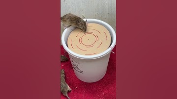 Mouse Trap Homemade - Best mouse trap ideagood rat trap at home #mousetrap #mousetrap2022 #rattrap