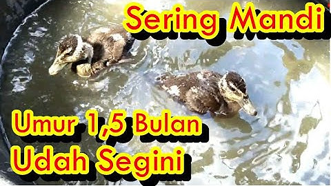 SERING MANDI ••• Umur 1,5 Segini Ukuran Tubuh Anak Burung Belibis Peliharaan.