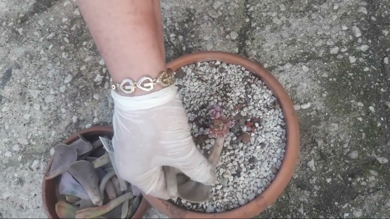 ECHEVERİA TROMPETTE BAKIMI VE ÇOĞALTMA