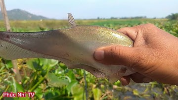 câu cá tra sông, câu cá rô đồng, đụng phải hugo cá tra sông kéo một phát đức lưỡi  /p73