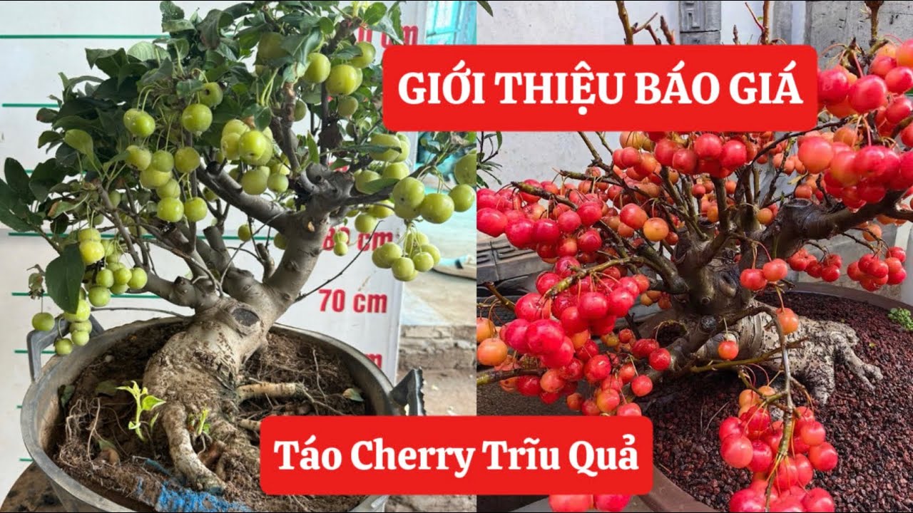 3/10 Báo Giá Cây Táo Cherry Bonsai Trĩu Quả, Lựu Đỏ Peru Sẵn Quả ☎️ 092.391.6866 -0968.750.386