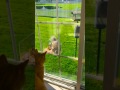 Squirrel found in window bird feeder Squirrel found in window bird feeder