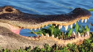 Alligator Closeup