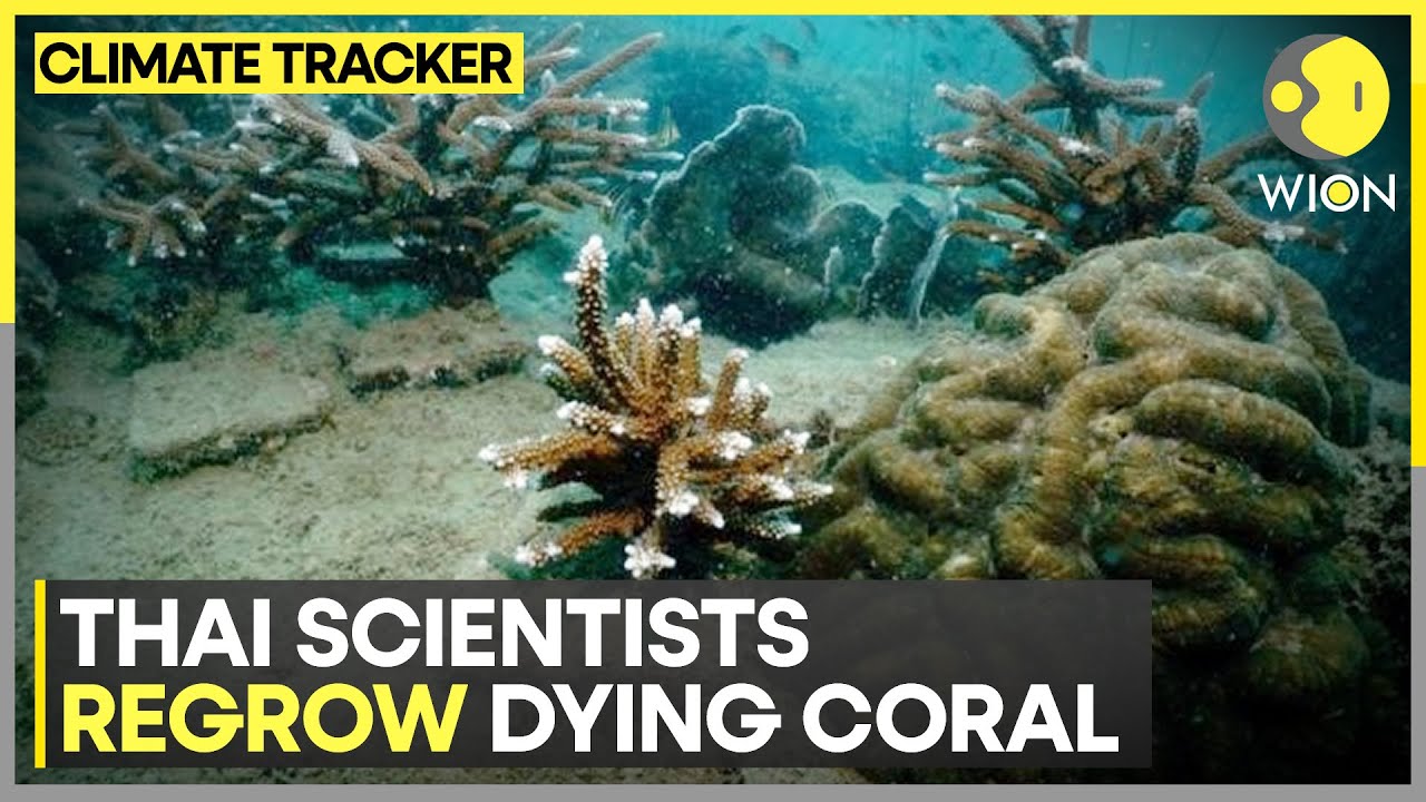 Thai scientists regrow dying coral | WION Climate Tracker