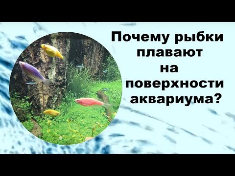 Видео: Почему гуппи плавают наверху аквариума?