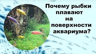 Почему рыбки плавают на поверхности аквариума? Почему рыбки плавают на поверхности аквариума?