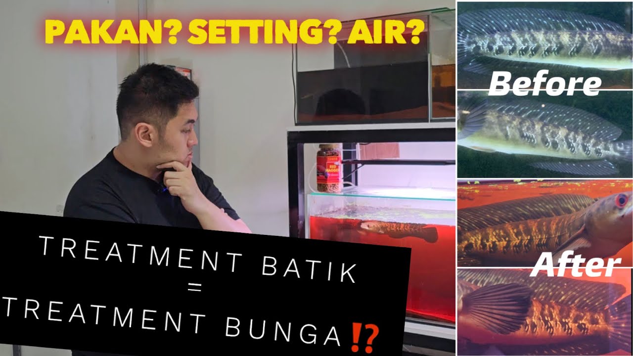 Treatment batik maru = treatment bunga⁉️ Progress batik Part 1