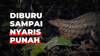 Hunted to Extinction: Pangolins and Illegal Trade Networks in Indonesia