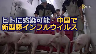 ヒトに感染可能 中国で新型豚インフルウイルス発見