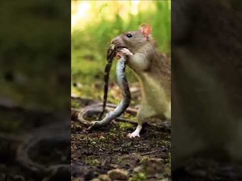 أم الثعبان الصغير بهدلت الفأر اللى قتل ولدها   