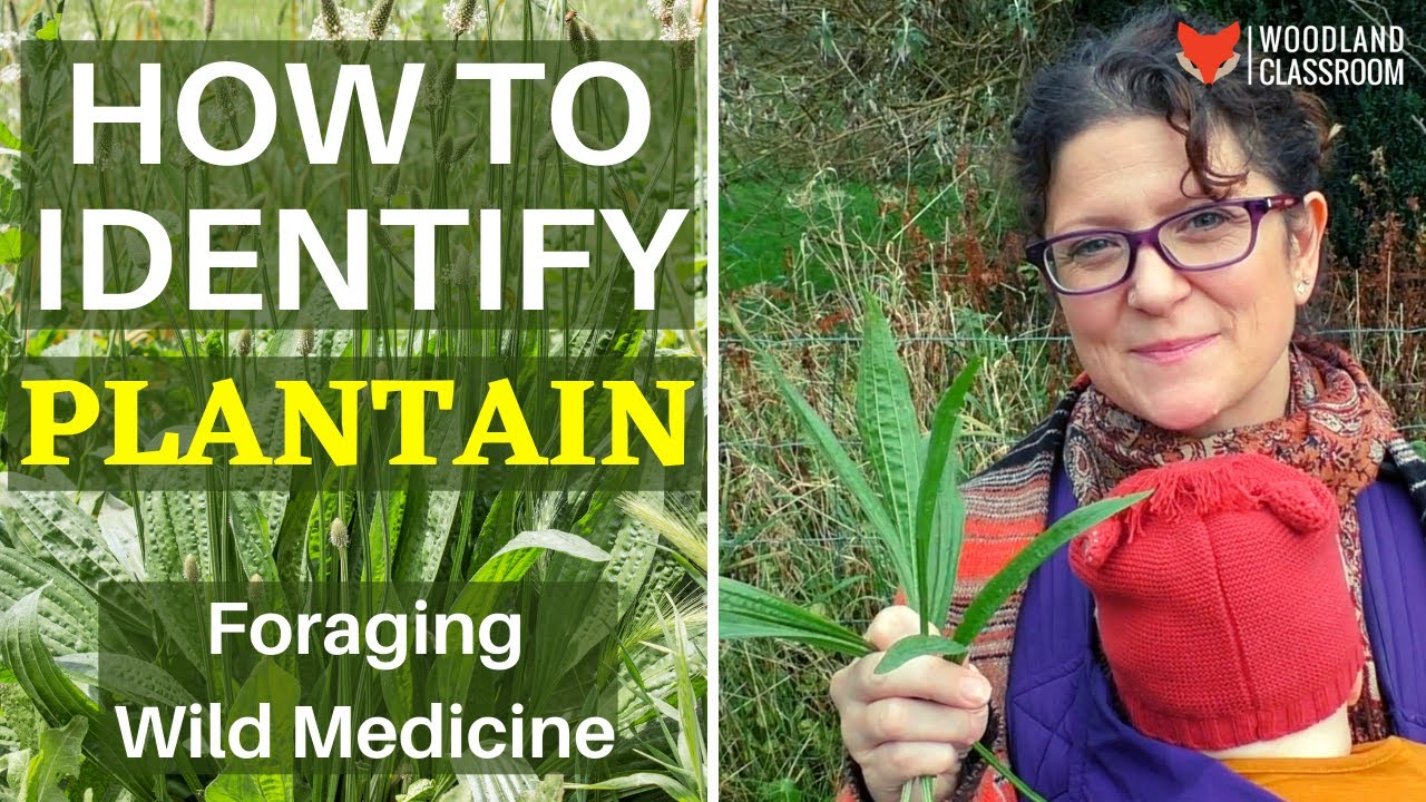 How To Identify Plantain YouTube