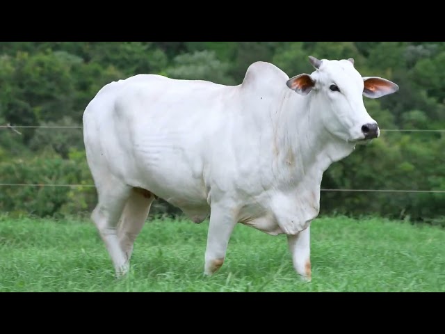 Lote 30   Leilão Virtual Super Nelore 3 Edicao