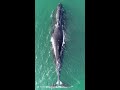 ホッキョククジラの希少な捕食シーン！スキムフィーディング／Rare Bowhead Whale Skim Feeding ! #shorts